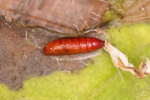 Réf. 271 704 : Scrobipalpa acuminatella